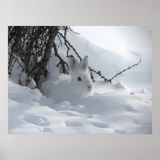 Winter Snow Bunny Art Poster (Voorkant)