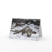 Winter Snow Leopard Cub