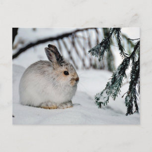 Winter Snow Nature Scene - Snowshoe Hare Feestdagenkaart
