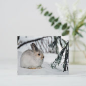 Winter Snow Nature Scene - Snowshoe Hare Feestdagenkaart (Staand voorkant)