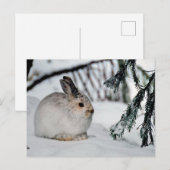 Winter Snow Nature Scene - Snowshoe Hare Feestdagenkaart (Voorkant / Achterkant)