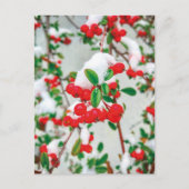 Winter Snow Red Berries Briefkaart (Voorkant)