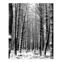 Winter snow woodland forest