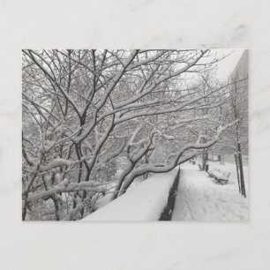 Winter Snowstorm Riverside Park Trees New York NYC Briefkaart