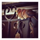 Winter Snuggles Foto Afdruk (Voorkant)