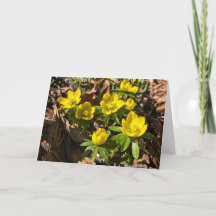 Winter / Spring Wenskaart (leeg van binnen)