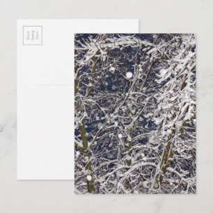 Winter Storm sneeuwboom Natuur foto Briefkaart