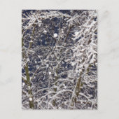 Winter Storm sneeuwboom Natuur foto Briefkaart (Voorkant)