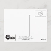 Winter Stream Briefkaart (Achterkant)