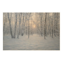 Winter Sunlight in Quiet Birch Forest