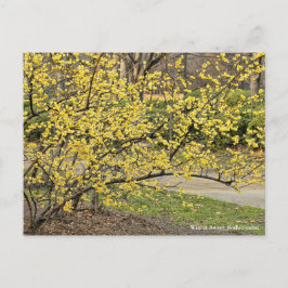 Winter Sweet: Soshin-robai [Briefkaart] Briefkaart