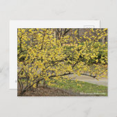 Winter Sweet: Soshin-robai [Briefkaart] Briefkaart (Voorkant / Achterkant)