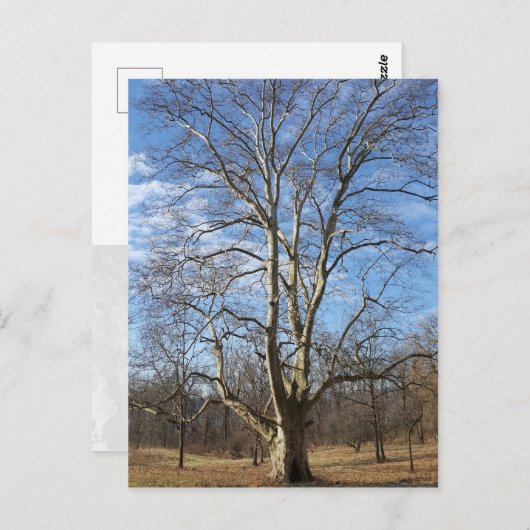 Winter Sycamore Tree Briefkaart (Voorkant / Achterkant)