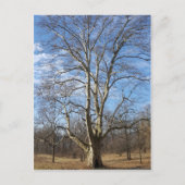 Winter Sycamore Tree Briefkaart (Voorkant)
