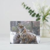 Winter Tiger Cuddle Briefkaart (Staand voorkant)