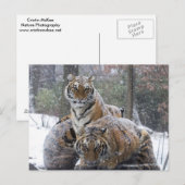 Winter Tiger Cuddle Briefkaart (Voorkant / Achterkant)