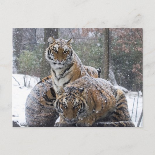 Winter Tiger Cuddle Briefkaart (Voorkant)