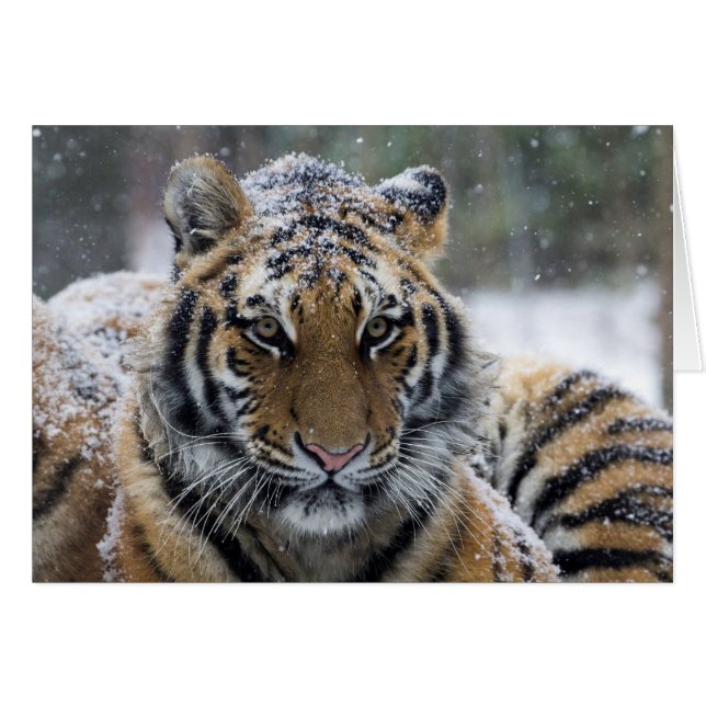Winter Tiger Portrait (Voorkant Horizontaal)