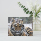 Winter Tiger Portrait Briefkaart (Staand voorkant)