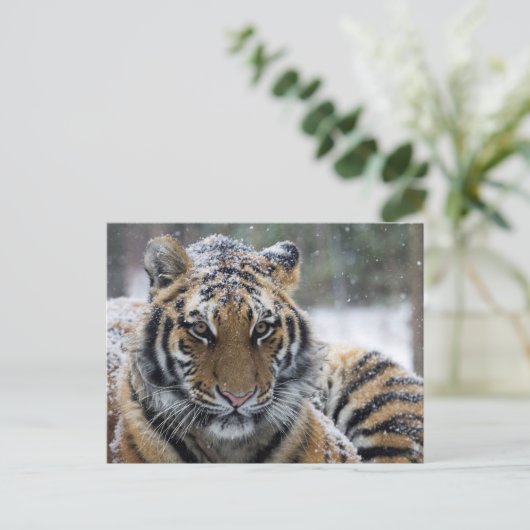 Winter Tiger Portrait Briefkaart (Staand voorkant)