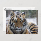 Winter Tiger Portrait Briefkaart (Voorkant / Achterkant)