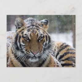 Winter Tiger Portrait Briefkaart