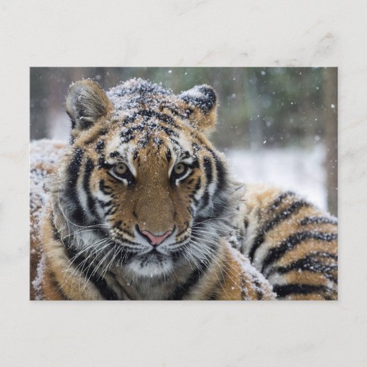 Winter Tiger Portrait Briefkaart (Voorkant)