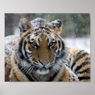 Winter Tiger Portrait Poster