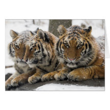 Winter Tigers Cuddle in Snow