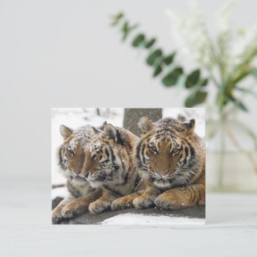 Winter Tigers Cuddle in Snow Briefkaart (Staand voorkant)