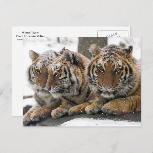 Winter Tigers Cuddle in Snow Briefkaart (Voorkant / Achterkant)