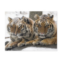Winter Tigers Cuddle in Snow