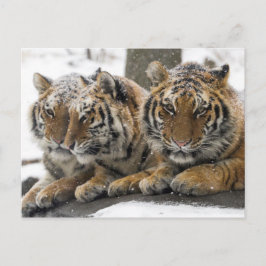 Winter Tigers Cuddle in Snow Briefkaart