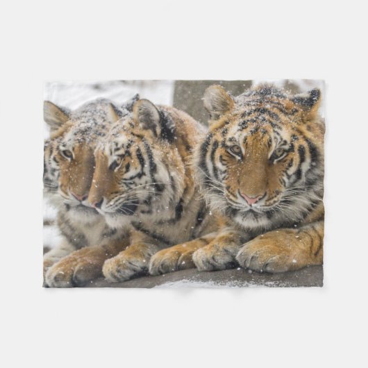 Winter Tigers Cuddle in Snow Fleece Deken (Voorkant (Horizontaal))