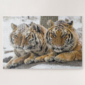 Winter Tigers Cuddle in Snow Legpuzzel (Horizontaal)