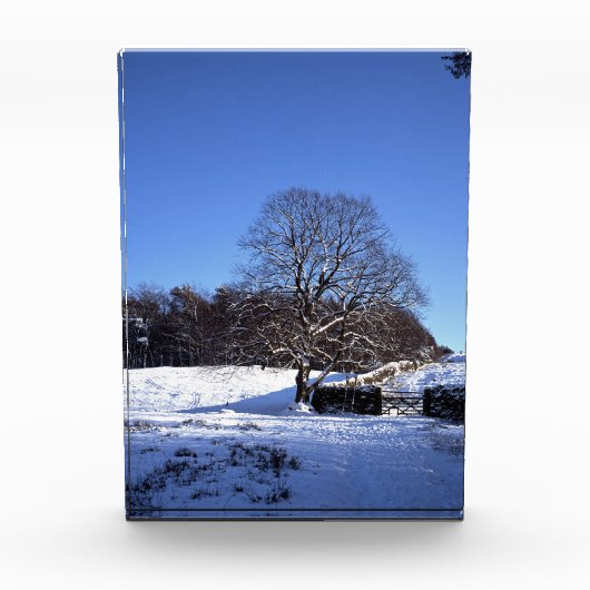 Winter Tree Lyme Park Holiday Card Poster Fotoblokken (Voorkant)