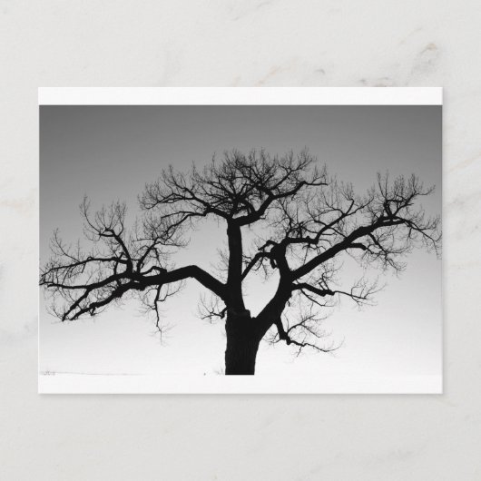 Winter Tree Silhouette Briefkaart (Voorkant)