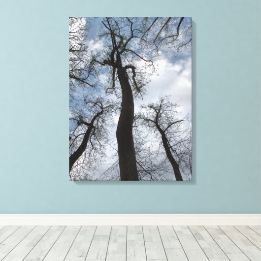 Winter Tulip Poplar Trees Cloudy Blue Sky Canvas Afdruk (Insitu (Houten vloer))