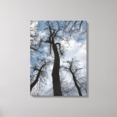 Winter Tulip Poplar Trees Cloudy Blue Sky Canvas Afdruk (Voorkant)