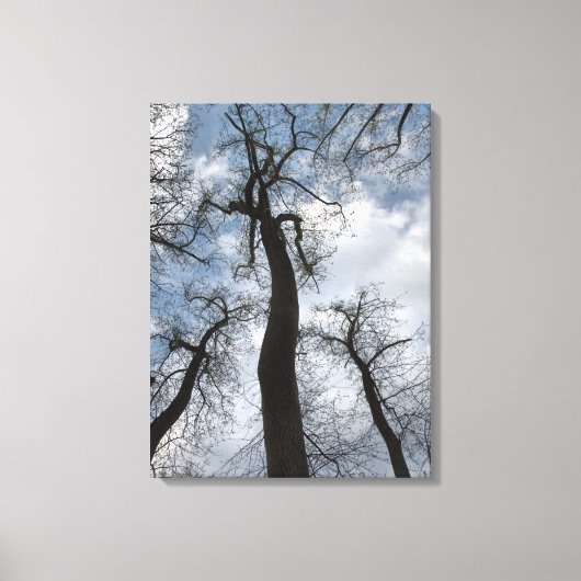 Winter Tulip Poplar Trees Cloudy Blue Sky Canvas Afdruk (Voorkant)
