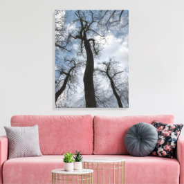 Winter Tulip Poplar Trees Cloudy Blue Sky Canvas Afdruk
