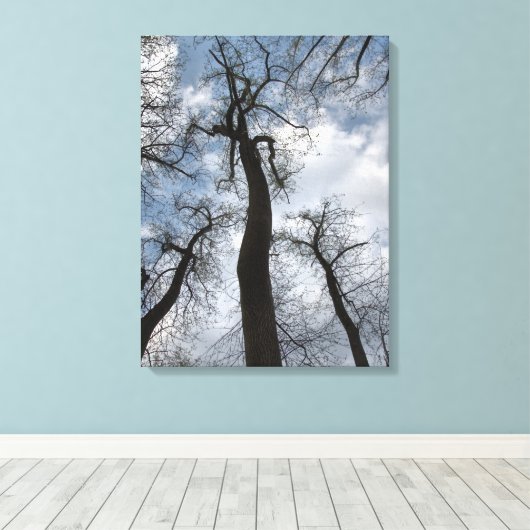Winter Tulip Poplar Trees Cloudy Blue Sky Canvas Afdruk (Insitu (Houten vloer))