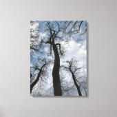 Winter Tulip Poplar Trees Cloudy Blue Sky Canvas Afdruk (Voorkant)