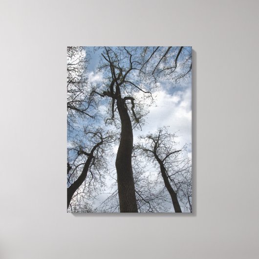 Winter Tulip Poplar Trees Cloudy Blue Sky Canvas Afdruk (Voorkant)