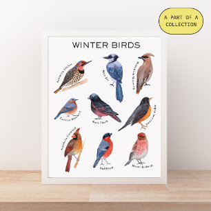 Winter Vogels Educatieve Poster