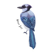 Winter Vogels Educatieve Poster