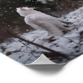 Winter Wander: Witte Kat in de Sneeuw Poster (Hoek)
