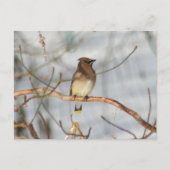 Winter Waxwing Wildlife Nature Photo Personalized Briefkaart (Voorkant)