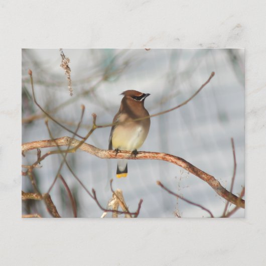 Winter Waxwing Wildlife Nature Photo Personalized Briefkaart (Voorkant)