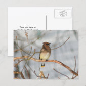 Winter Waxwing Wildlife Nature Photo Personalized Briefkaart (Voorkant / Achterkant)